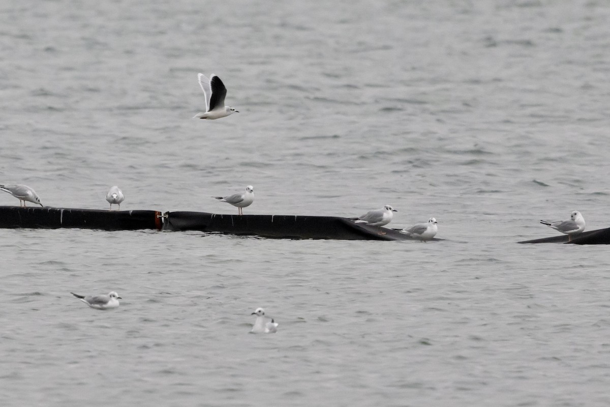 Little Gull - Bill Massaro
