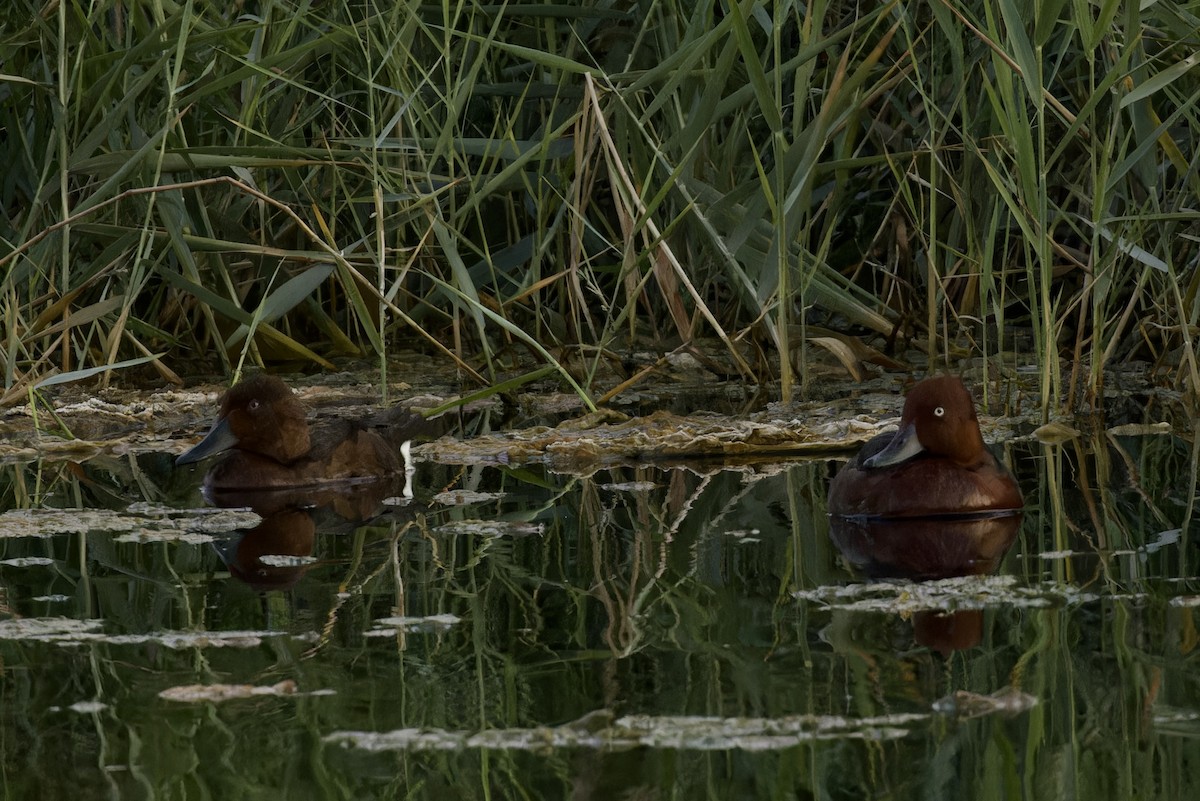 Ferruginous Duck - ML611434605