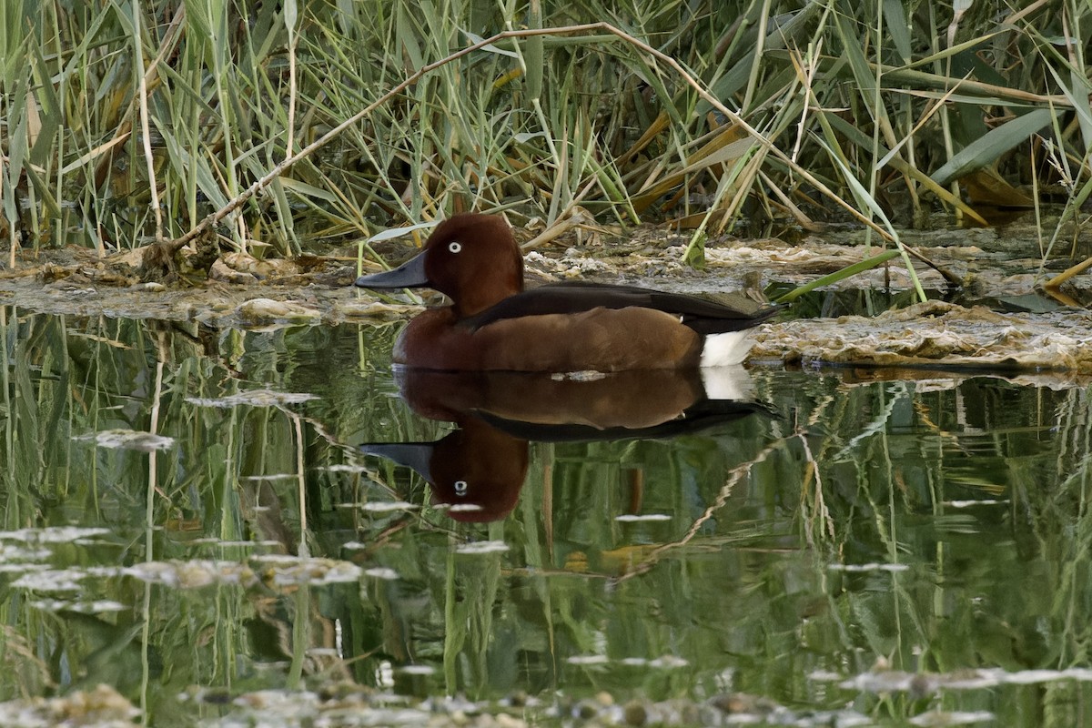 Ferruginous Duck - ML611434606