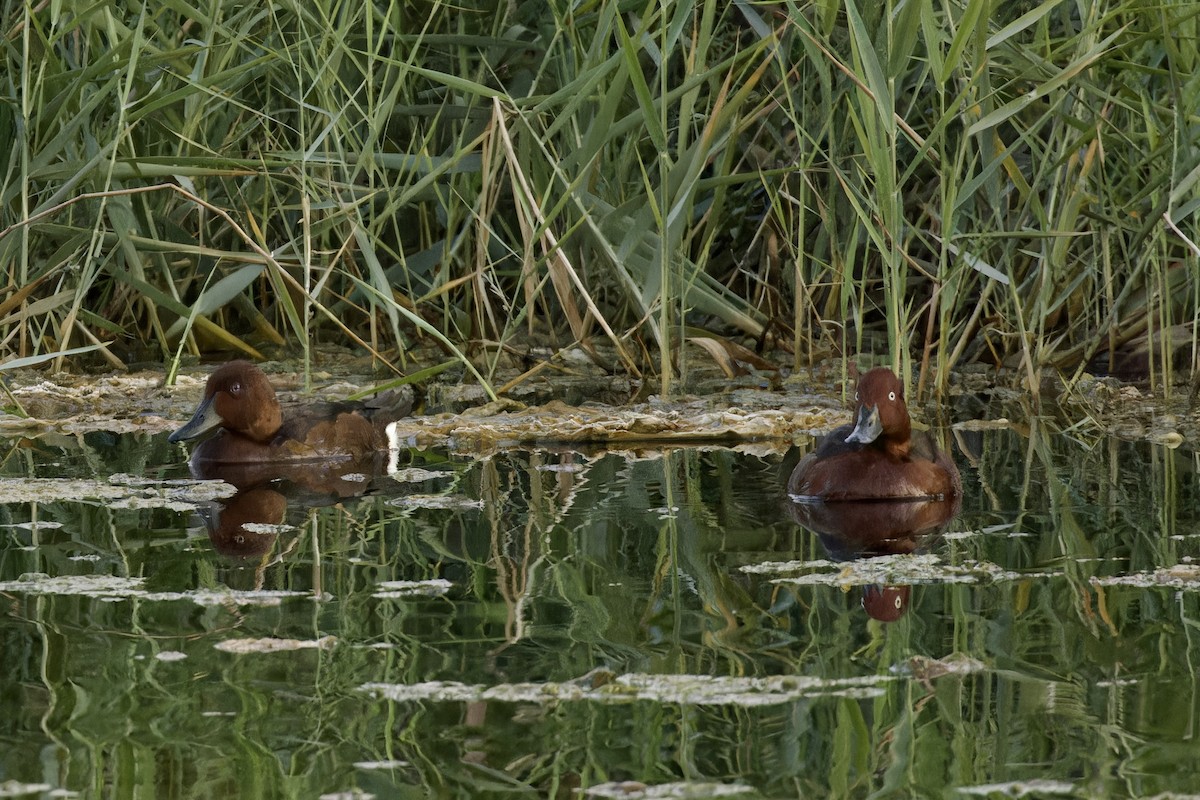 Ferruginous Duck - ML611434607