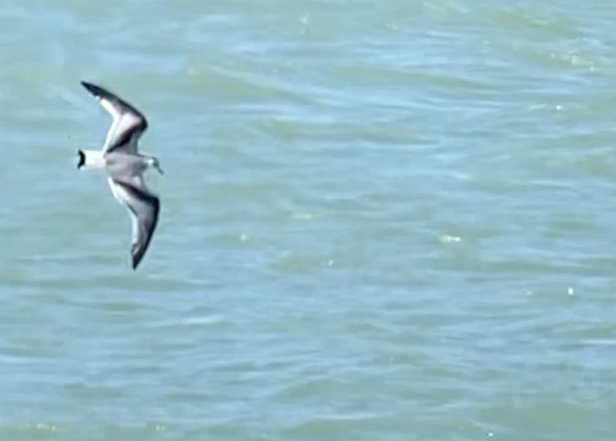 Little Gull - Juan Pérez