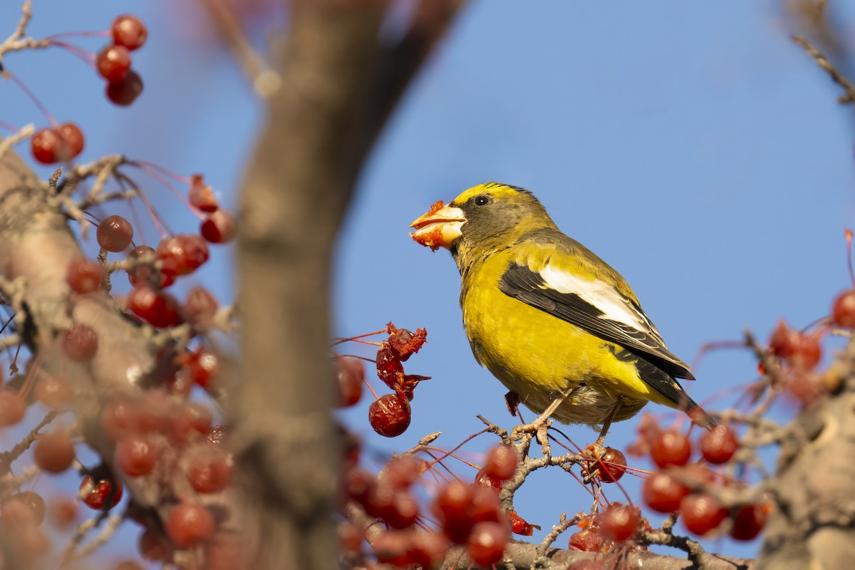 Evening Grosbeak - ML611434700