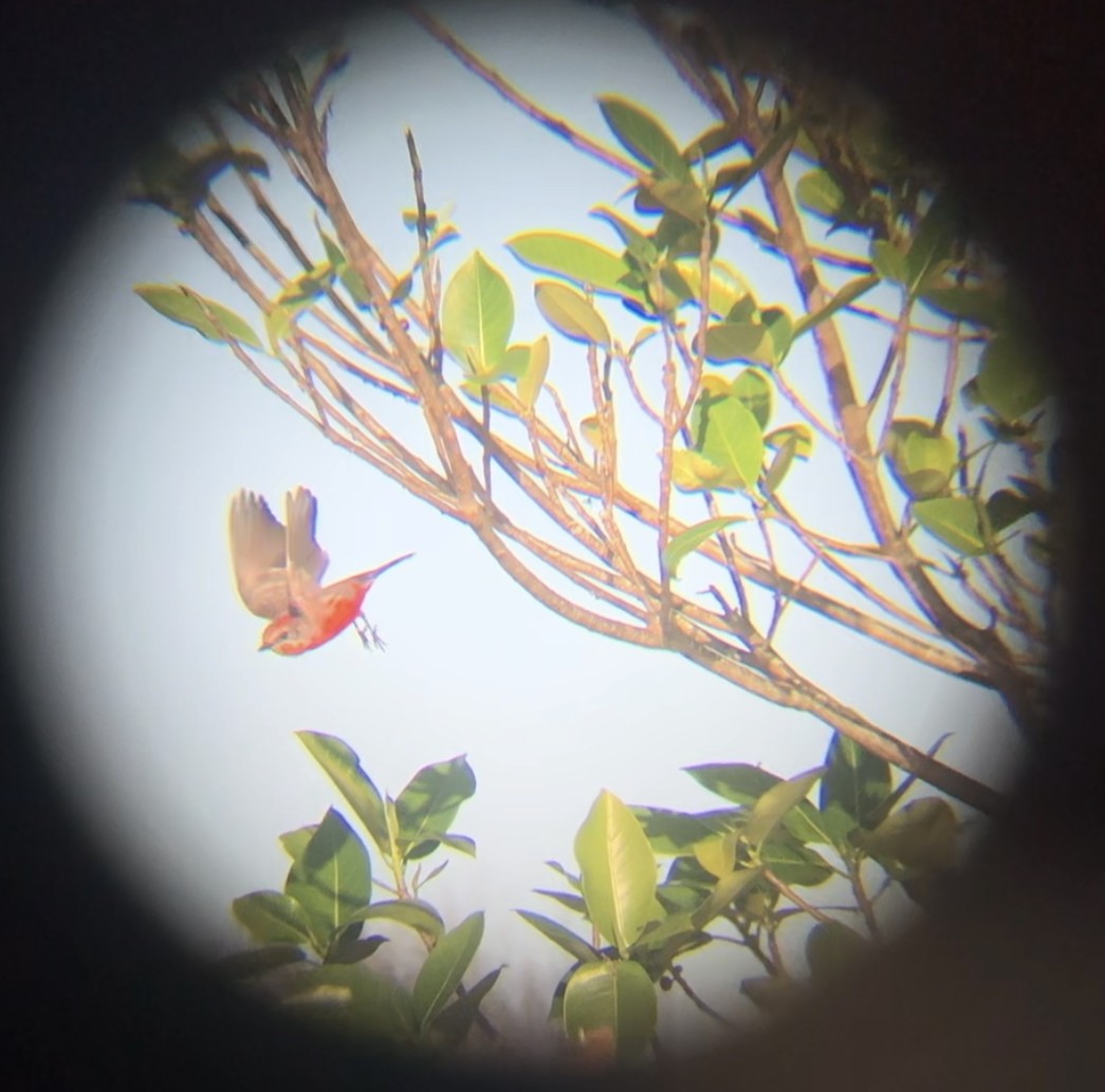 Vermilion Flycatcher - ML611434798