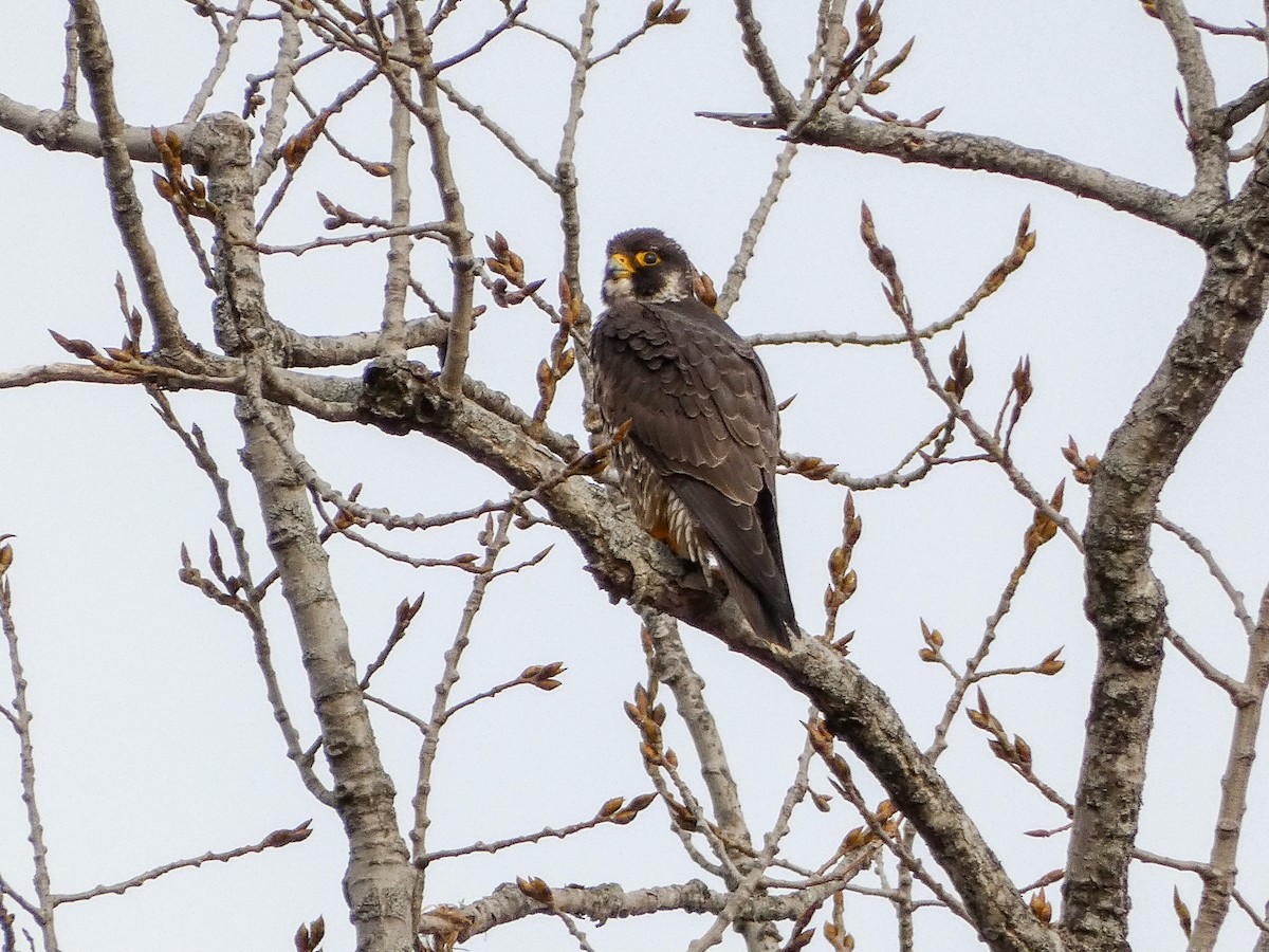 Peregrine Falcon - ML611434803