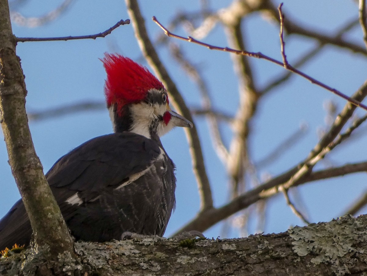 Pileated Woodpecker - Paul Mahler