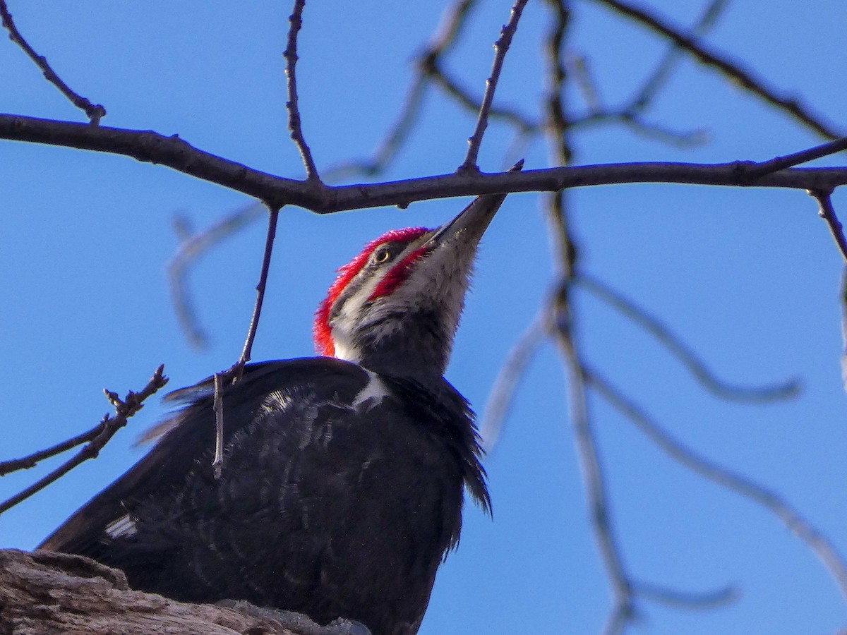 Pileated Woodpecker - Paul Mahler