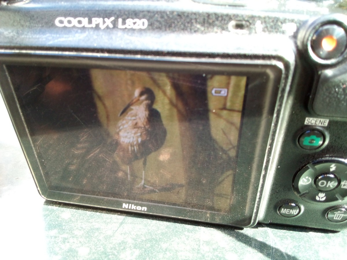 Limpkin - ML611434865