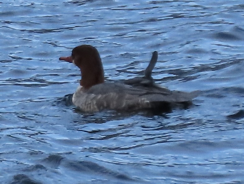 Common Merganser - ML611434899