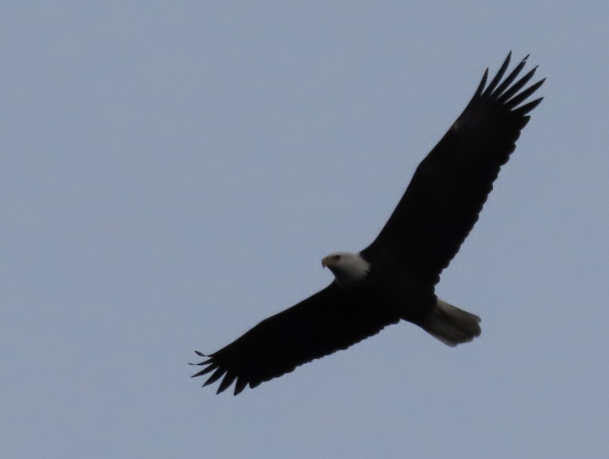 Bald Eagle - ML611434925