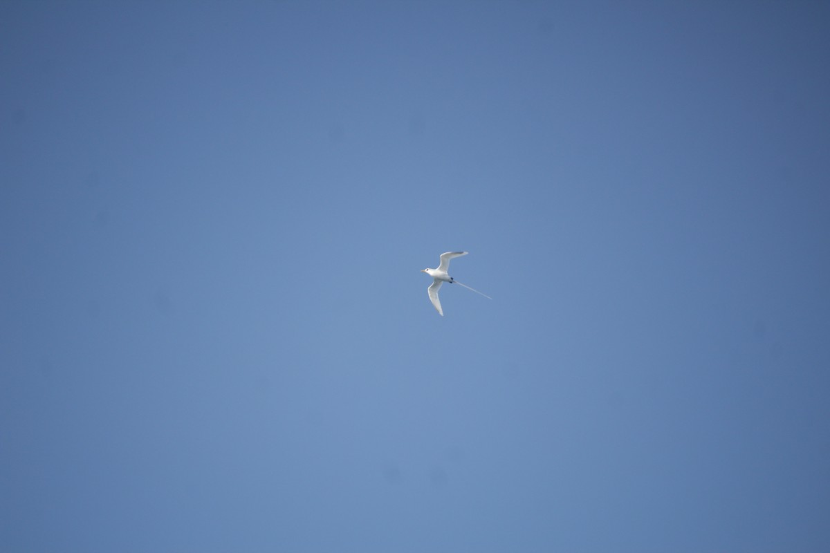 White-tailed Tropicbird - ML611434940