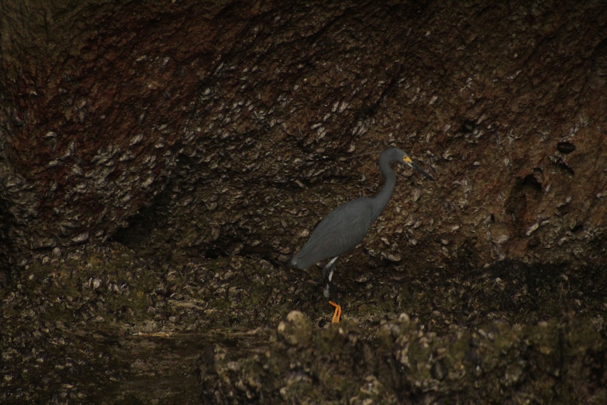 Little Egret - ML611434945