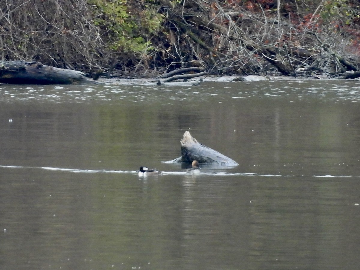 Hooded Merganser - ML611435078