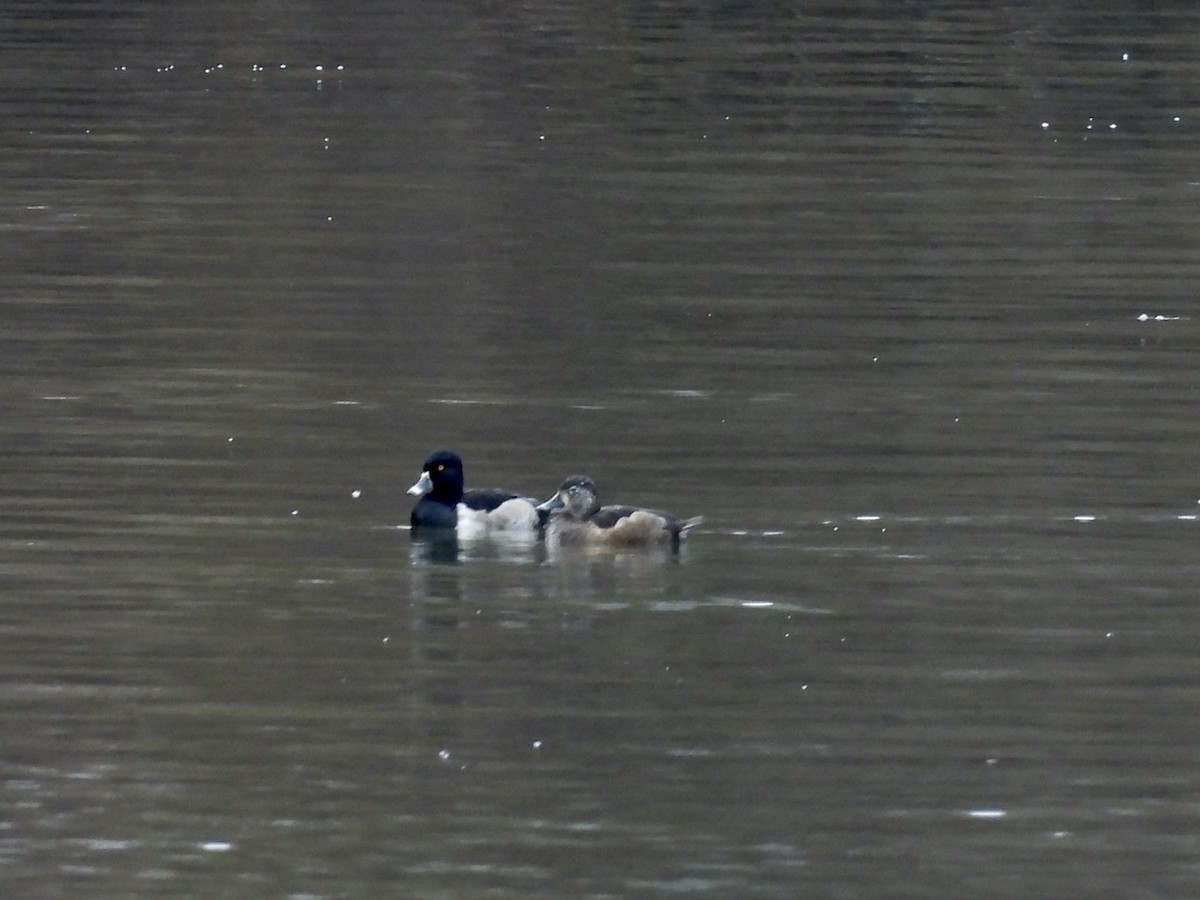 Ring-necked Duck - ML611435083