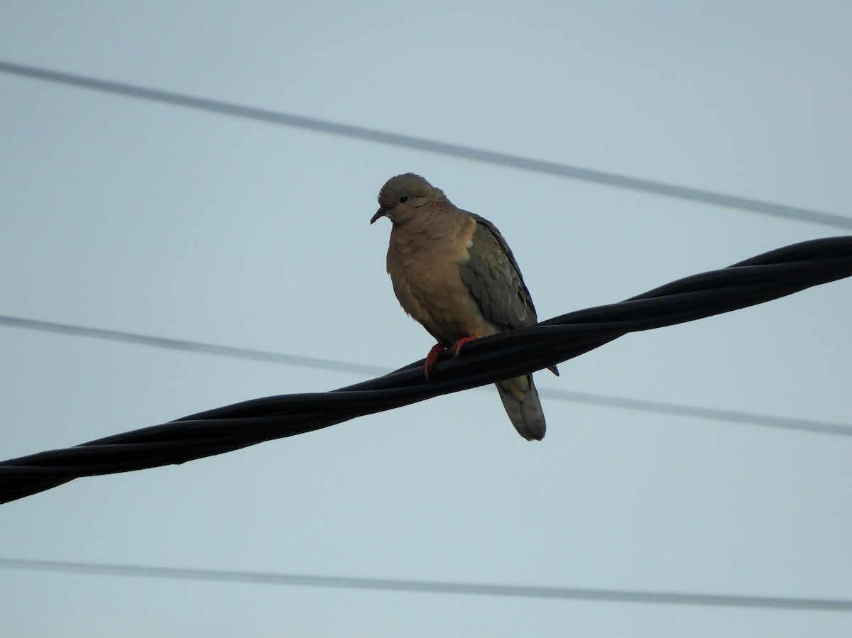 Eared Dove - Gonzalo Diaz