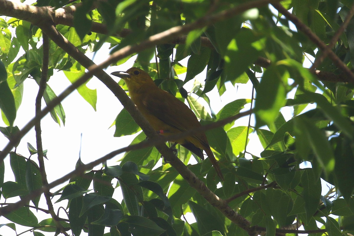 Isabela Oriole - ML61143511