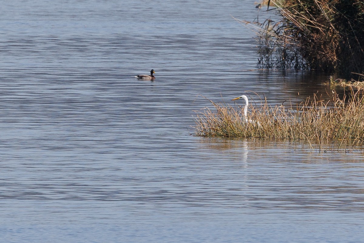 Great Egret - ML611435149