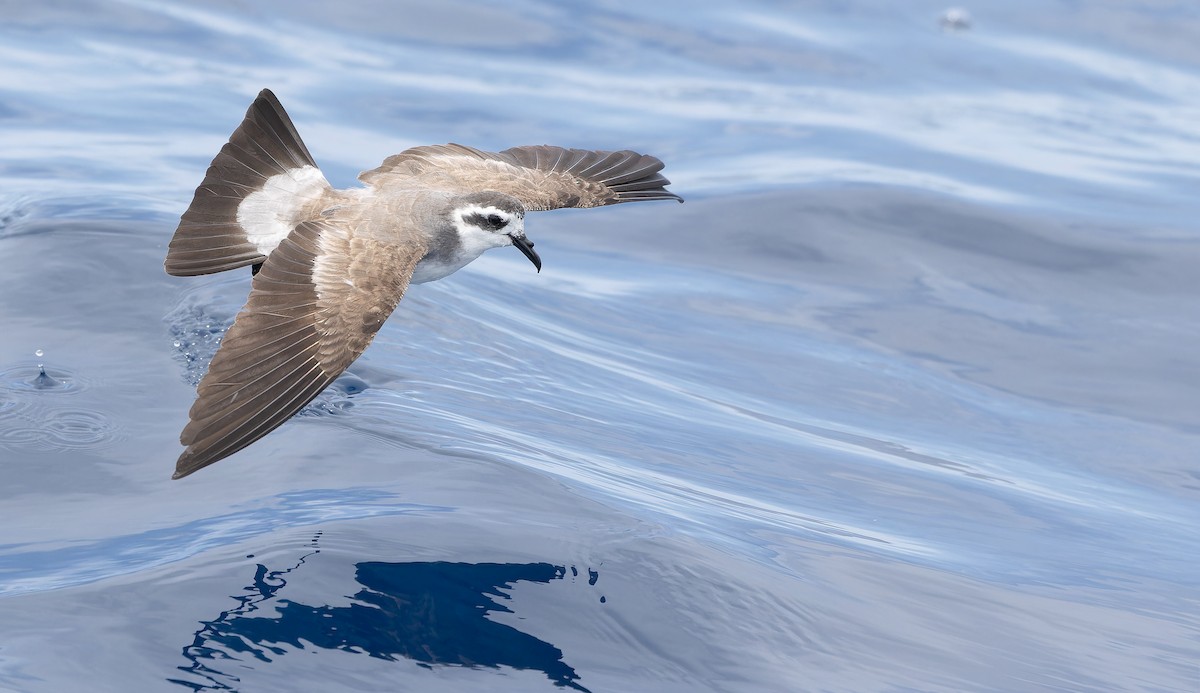White-faced Storm-Petrel - ML611435193