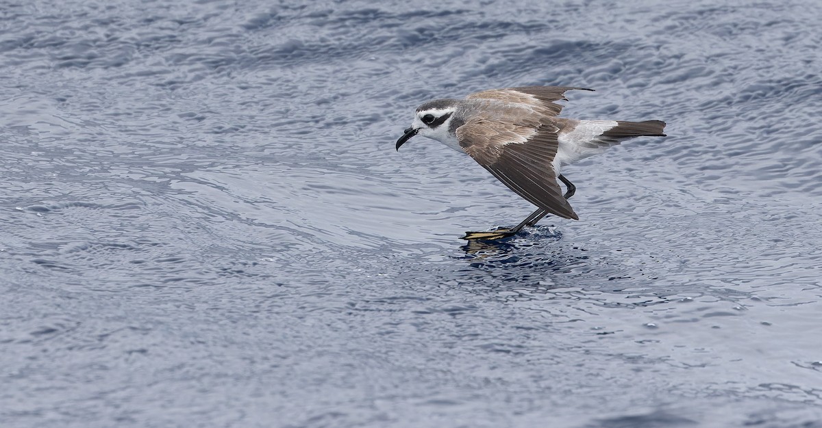 White-faced Storm-Petrel - ML611435198