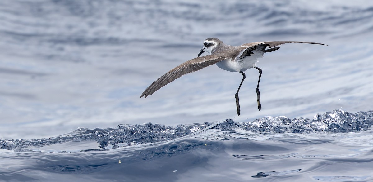 White-faced Storm-Petrel - ML611435200