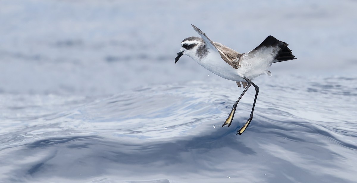 White-faced Storm-Petrel - ML611435202