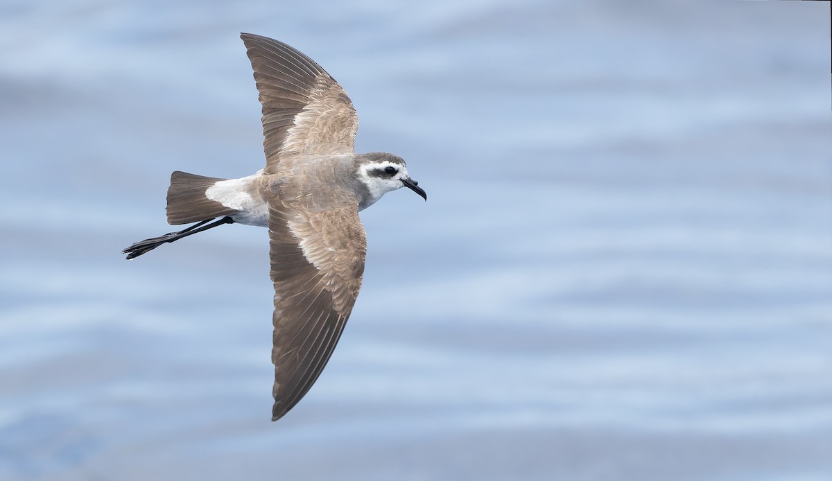 White-faced Storm-Petrel - ML611435207