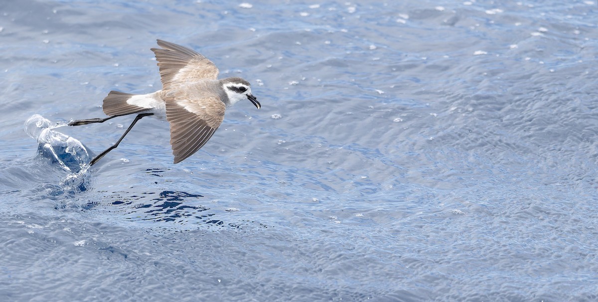 White-faced Storm-Petrel - ML611435208