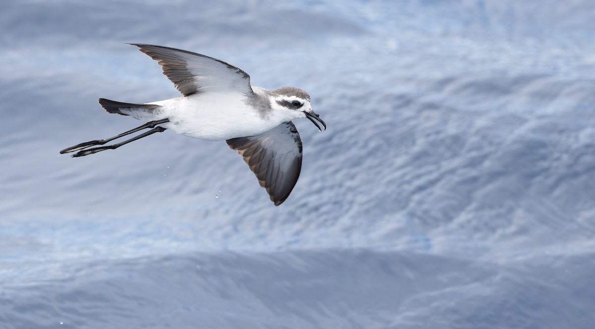 White-faced Storm-Petrel - ML611435212