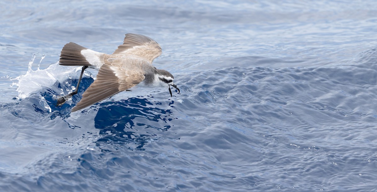 White-faced Storm-Petrel - ML611435213