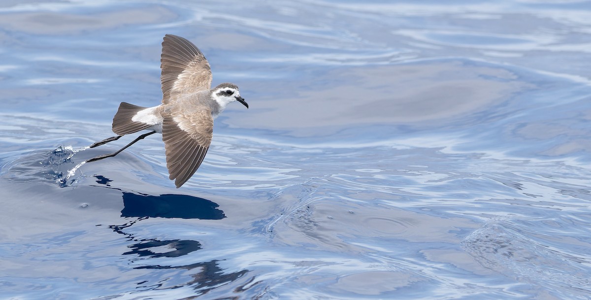 White-faced Storm-Petrel - ML611435215