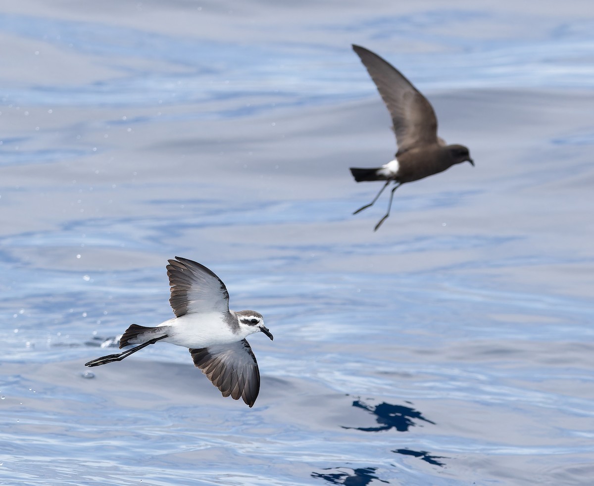 White-faced Storm-Petrel - ML611435218