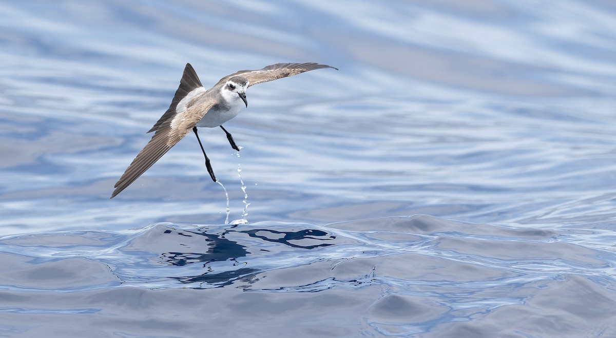 White-faced Storm-Petrel - ML611435219