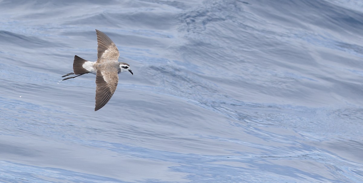 White-faced Storm-Petrel - ML611435223