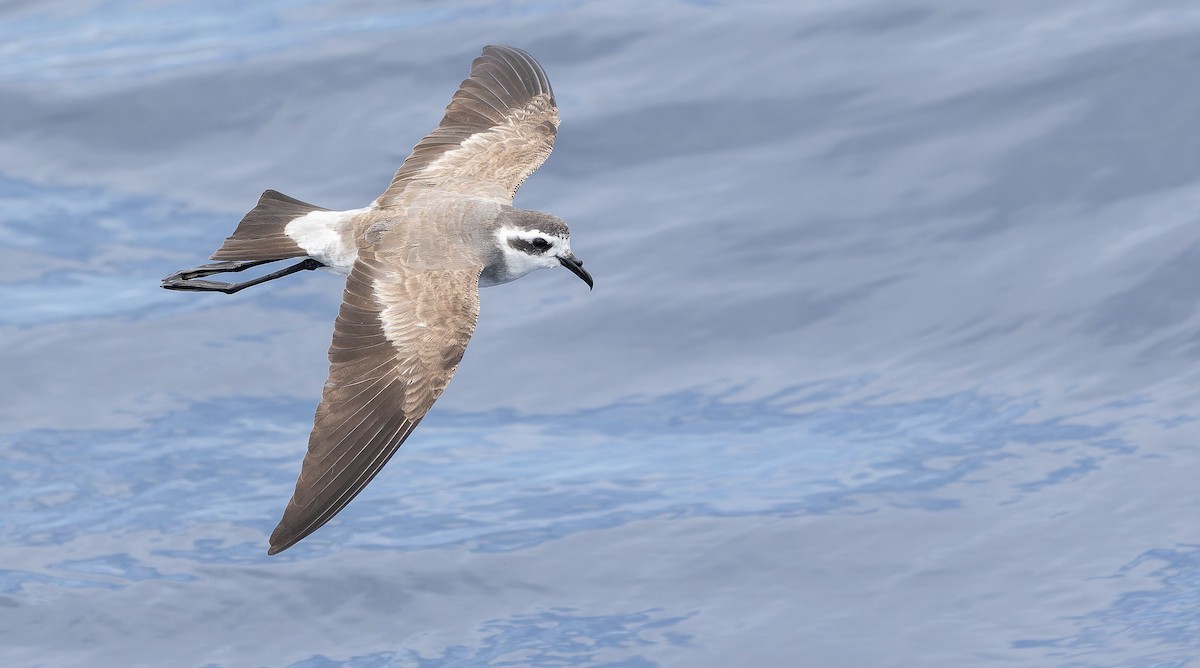 White-faced Storm-Petrel - ML611435225