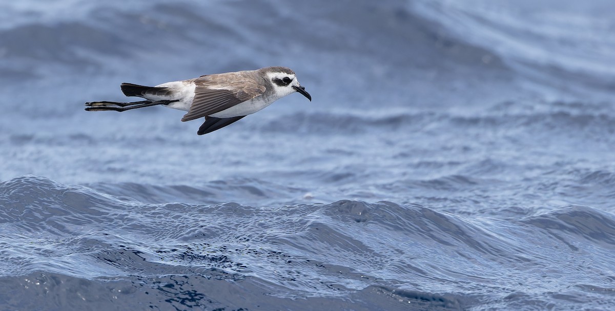 White-faced Storm-Petrel - ML611435229