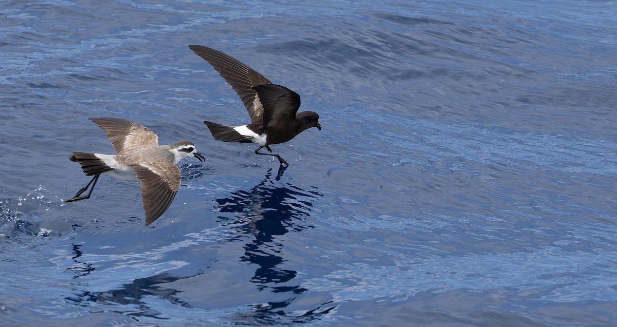 White-faced Storm-Petrel - ML611435231