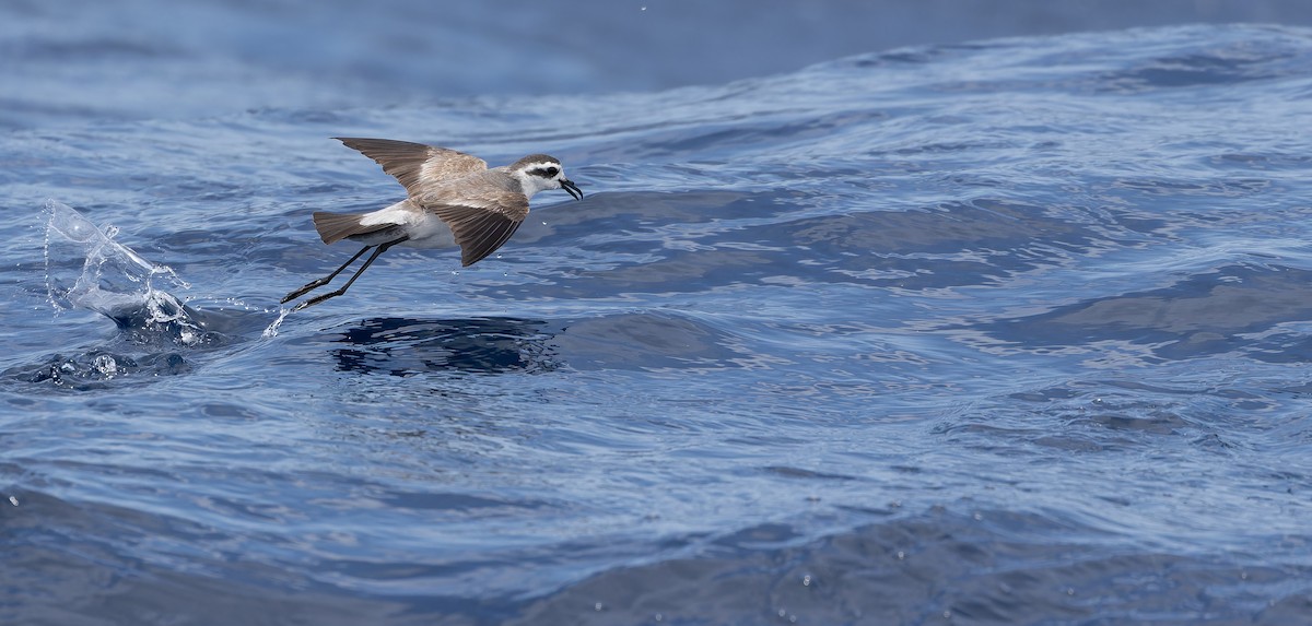 White-faced Storm-Petrel - ML611435234