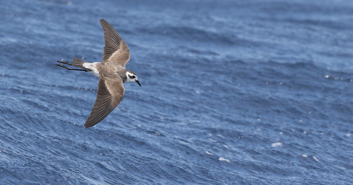 White-faced Storm-Petrel - ML611435236