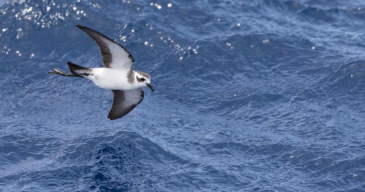 White-faced Storm-Petrel - ML611435240