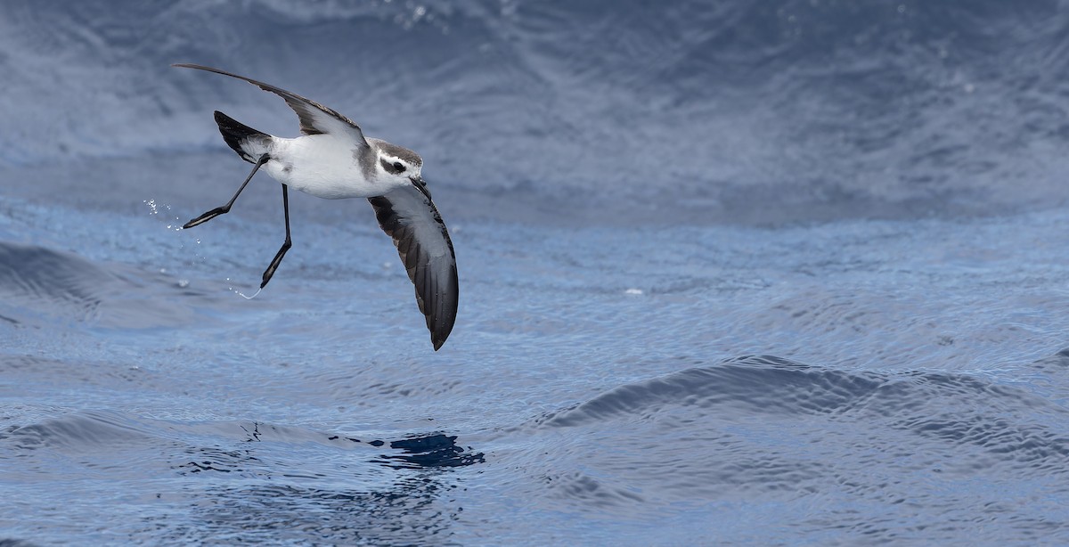 White-faced Storm-Petrel - ML611435241