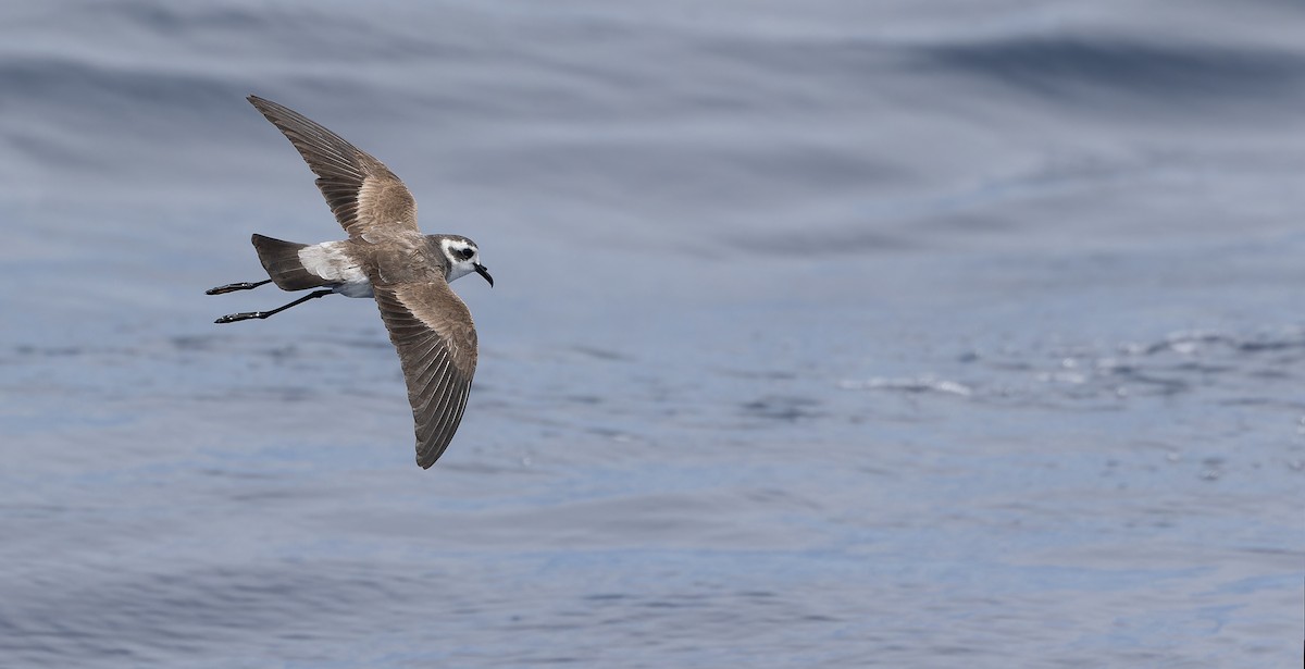 White-faced Storm-Petrel - ML611435245