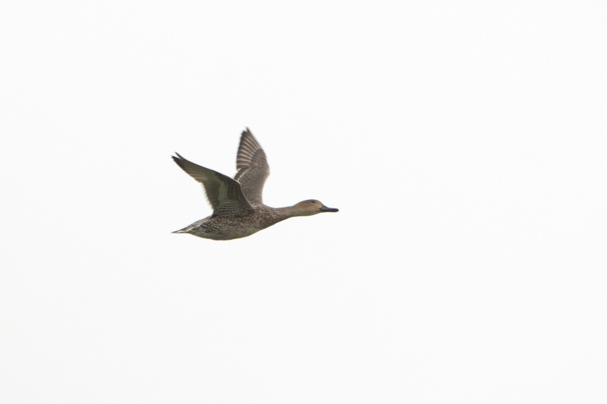 Gadwall - ML611435316