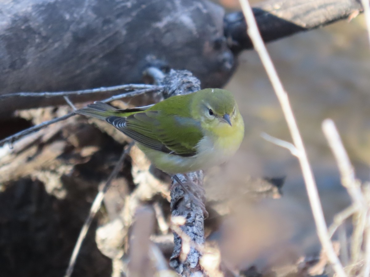 Tennessee Warbler - ML611435384
