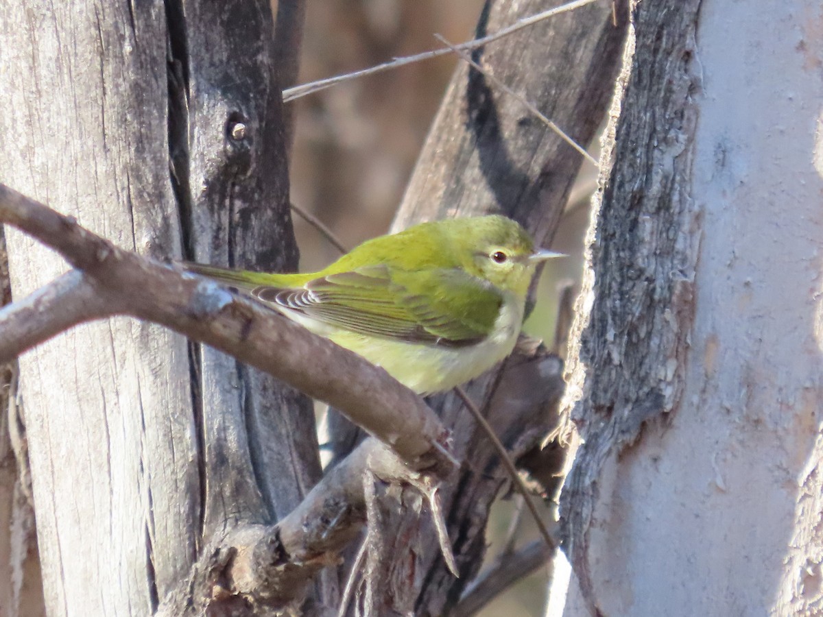 Tennessee Warbler - ML611435387