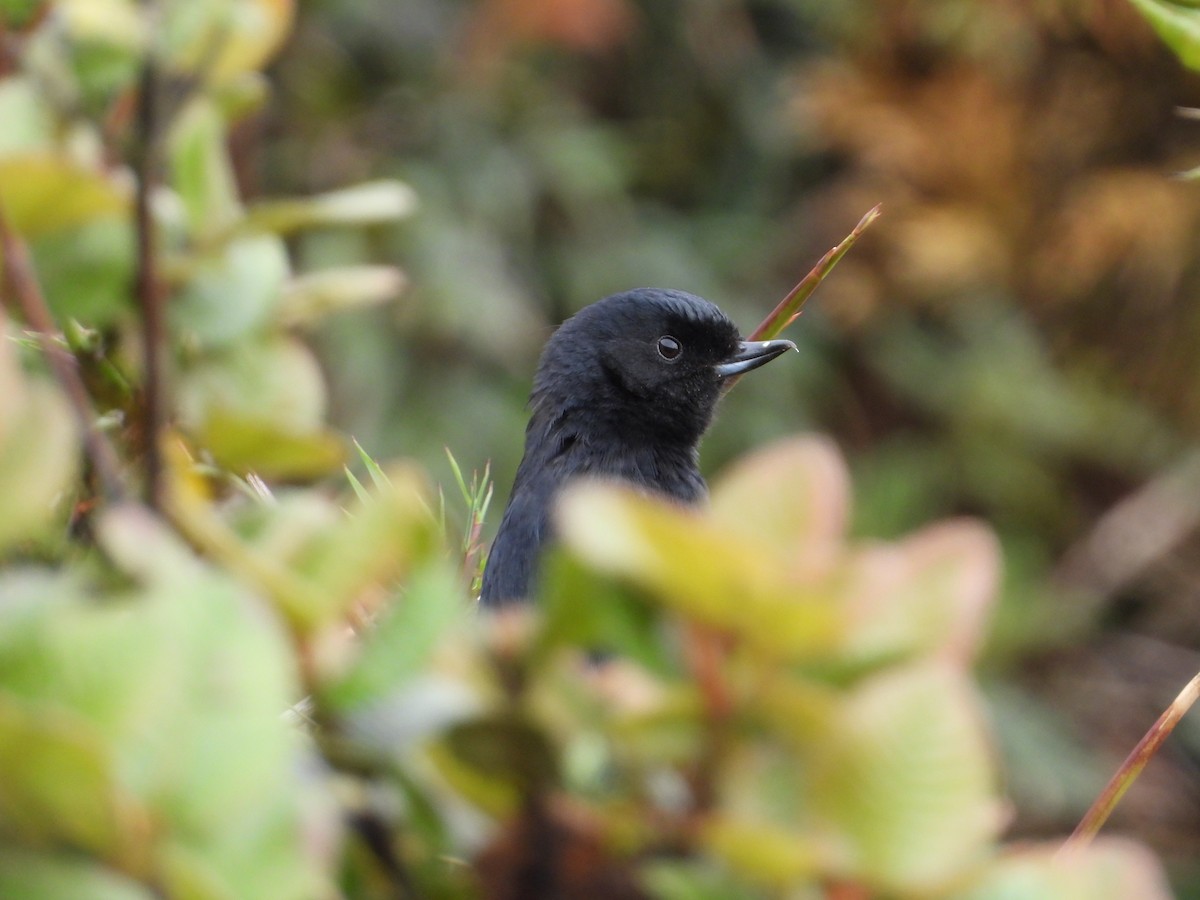 Glossy Flowerpiercer - Robert Lambeck