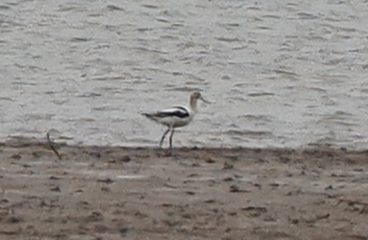 American Avocet - ML611435392