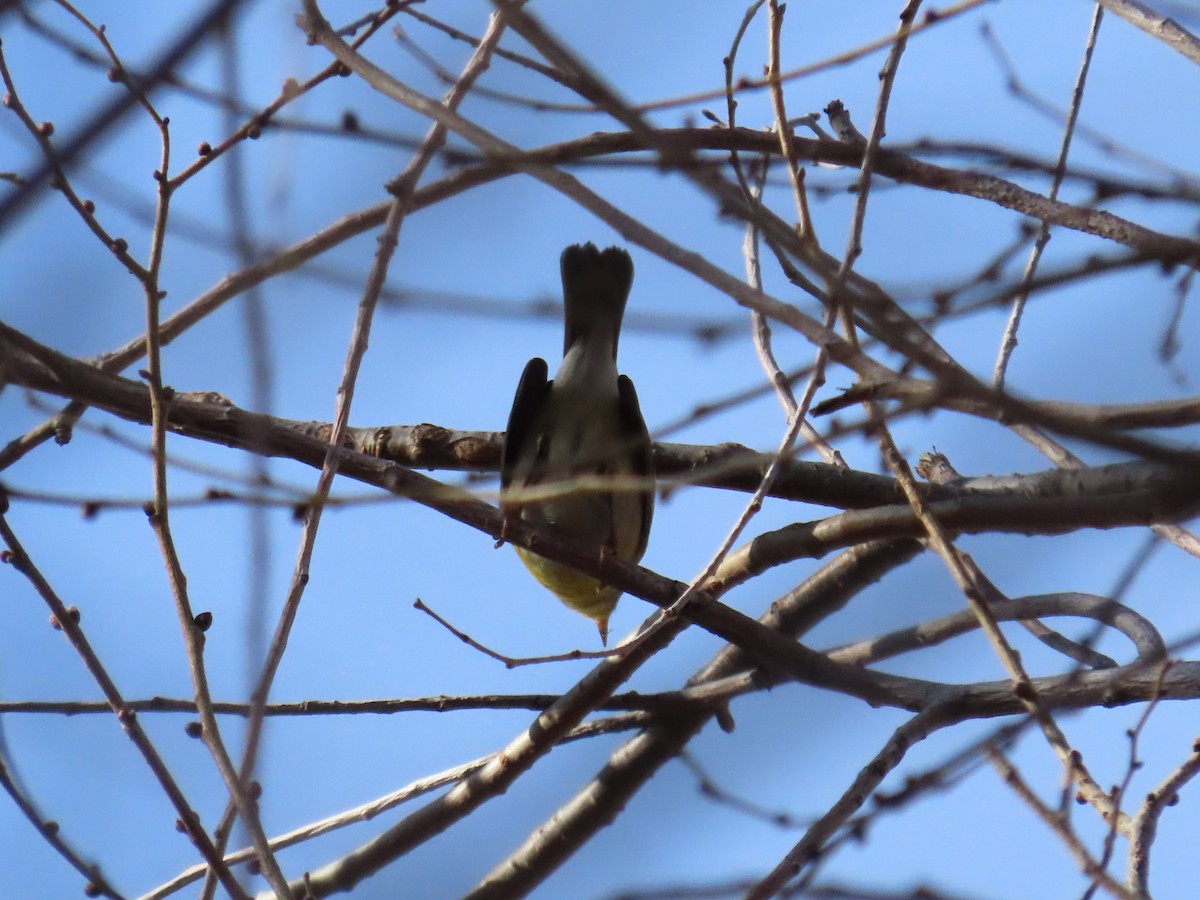 Northern Parula - ML611435403