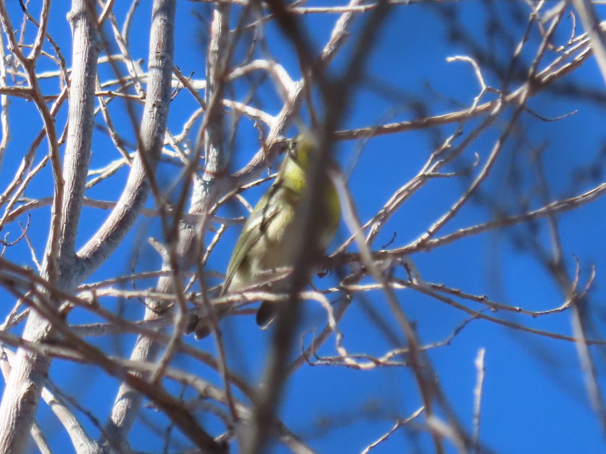 Northern Parula - ML611435405