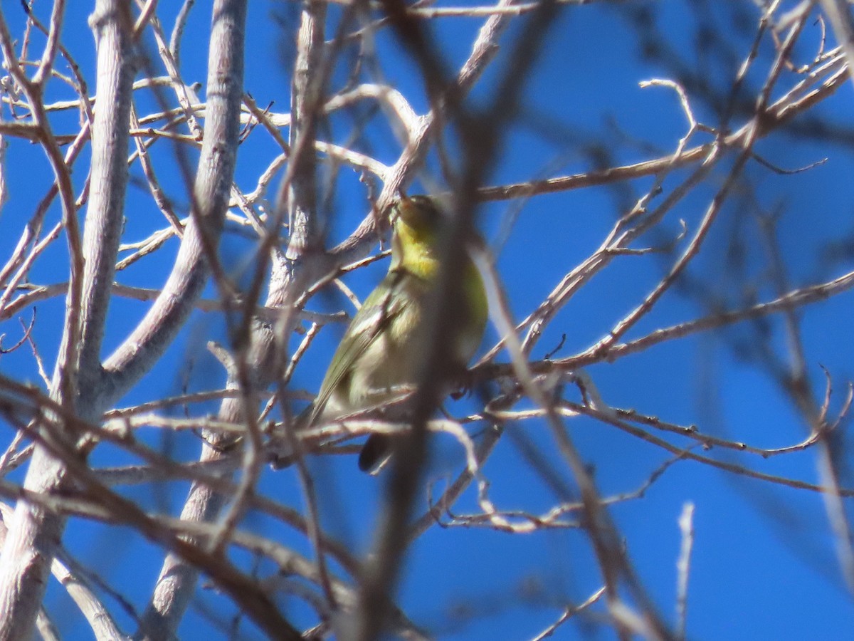 Northern Parula - ML611435407