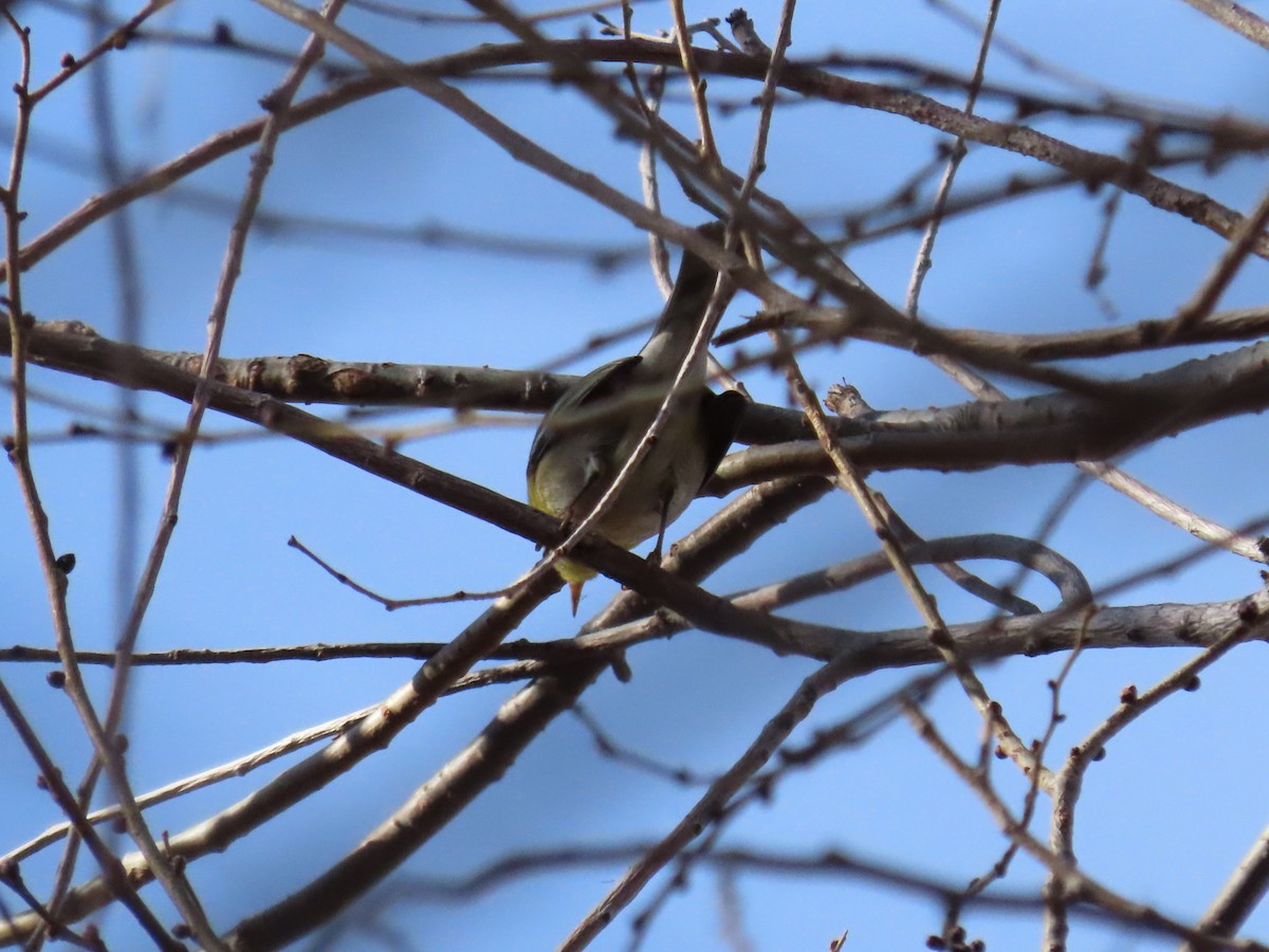 Northern Parula - ML611435408