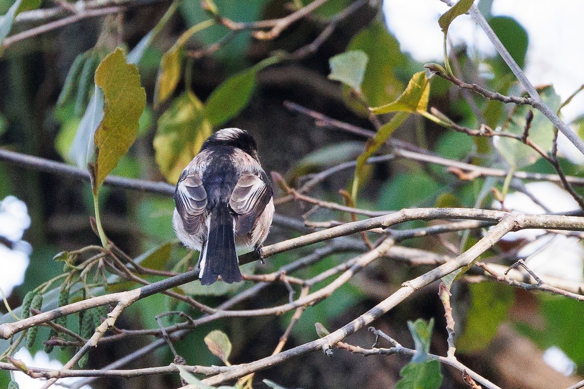 Long-tailed Tit (europaeus Group) - ML611435414